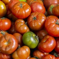 Tomates variétés anciennes