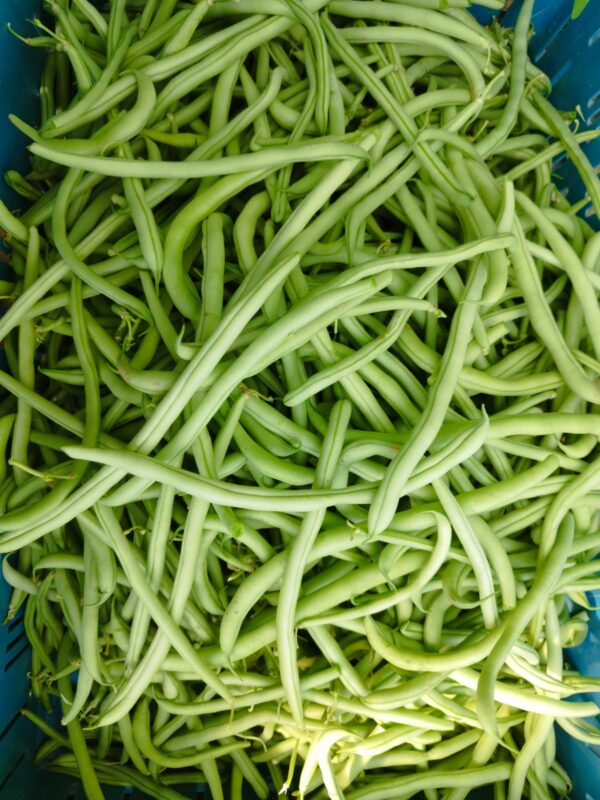 Haricots verts - 500g