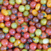Tomates cerises