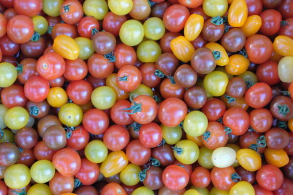 Tomates cerises